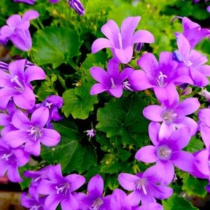 Meet your Posher, York